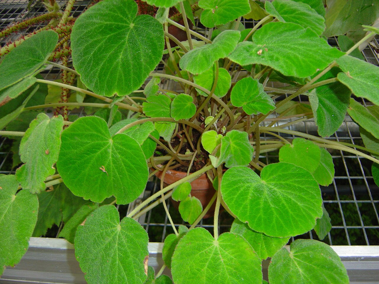 Begonia imperialis: photo catch by myself : Solène Moutardier
