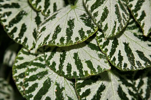 Begonia imperialis: Begonia imperialis