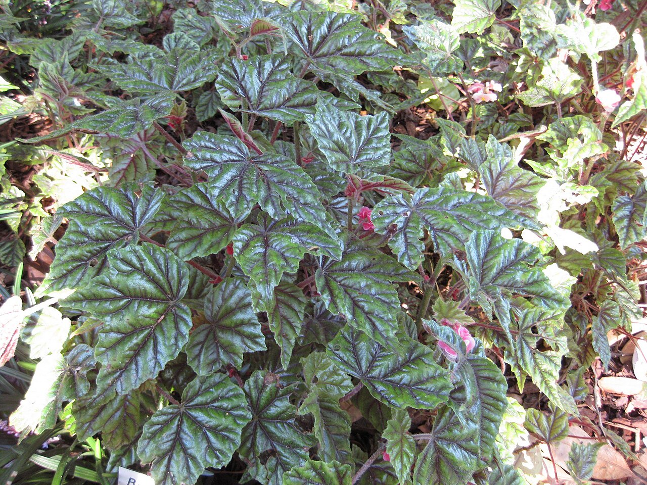Begonia incarnata: This photo is from Gardenology.org and is available under CC-BY-SA 3.0 license. If you use it, please include attribution to Gardenology.org, with a link if the