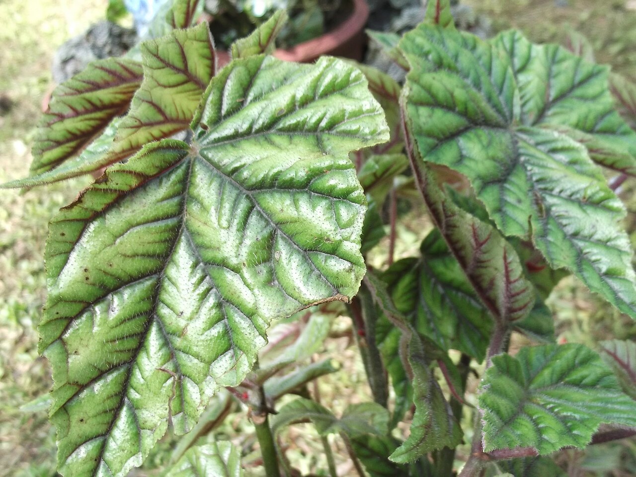 Begonia incarnata: Leaves metallic olive green and depressed purple veins,red veins beneath,flowers pink.