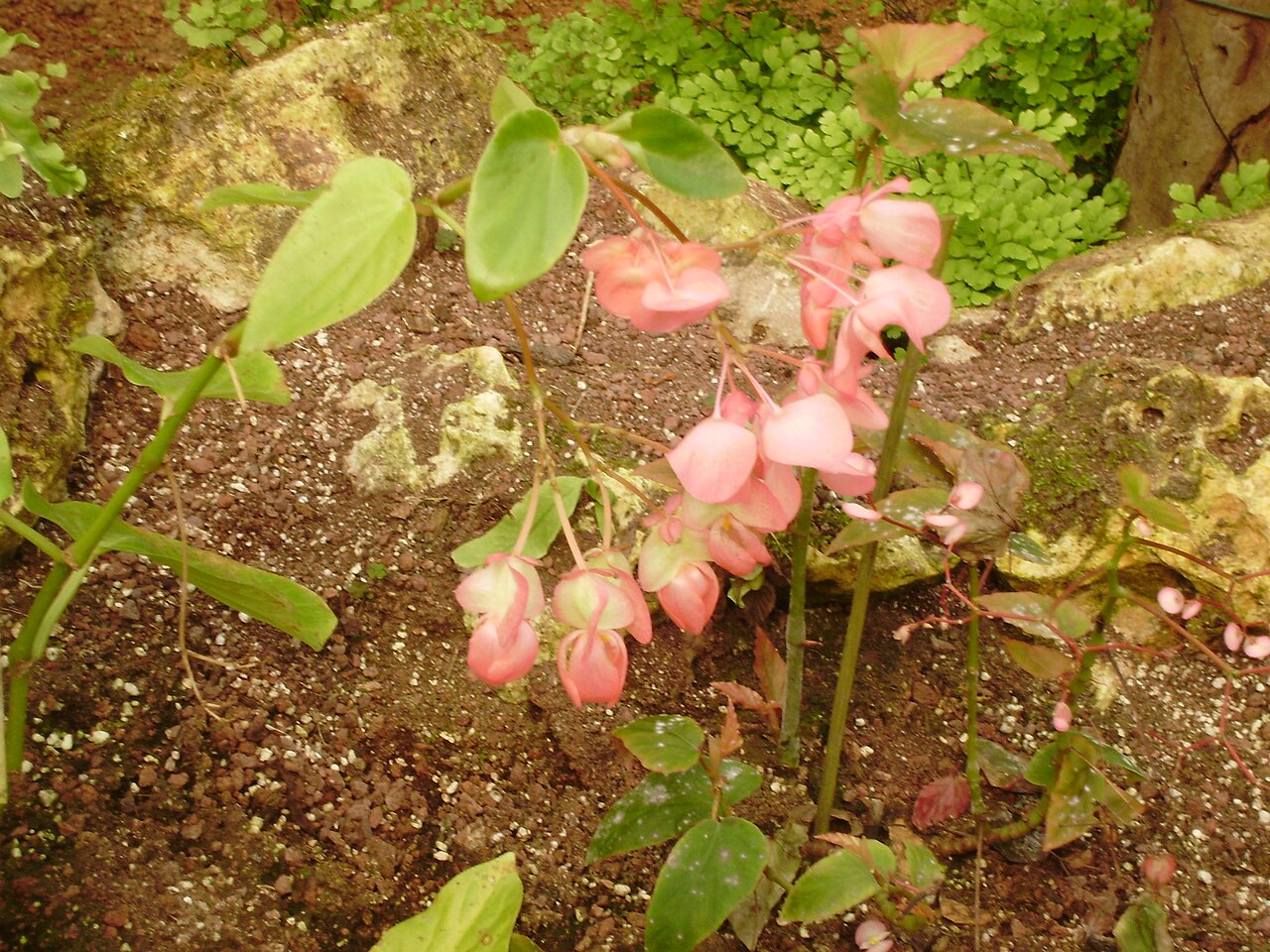 Begonia incarnata: Begonia Metallica, Tel-Aviv University botanic gardens, TAU, Ramat-aviv, Tel-Aviv, Israel.