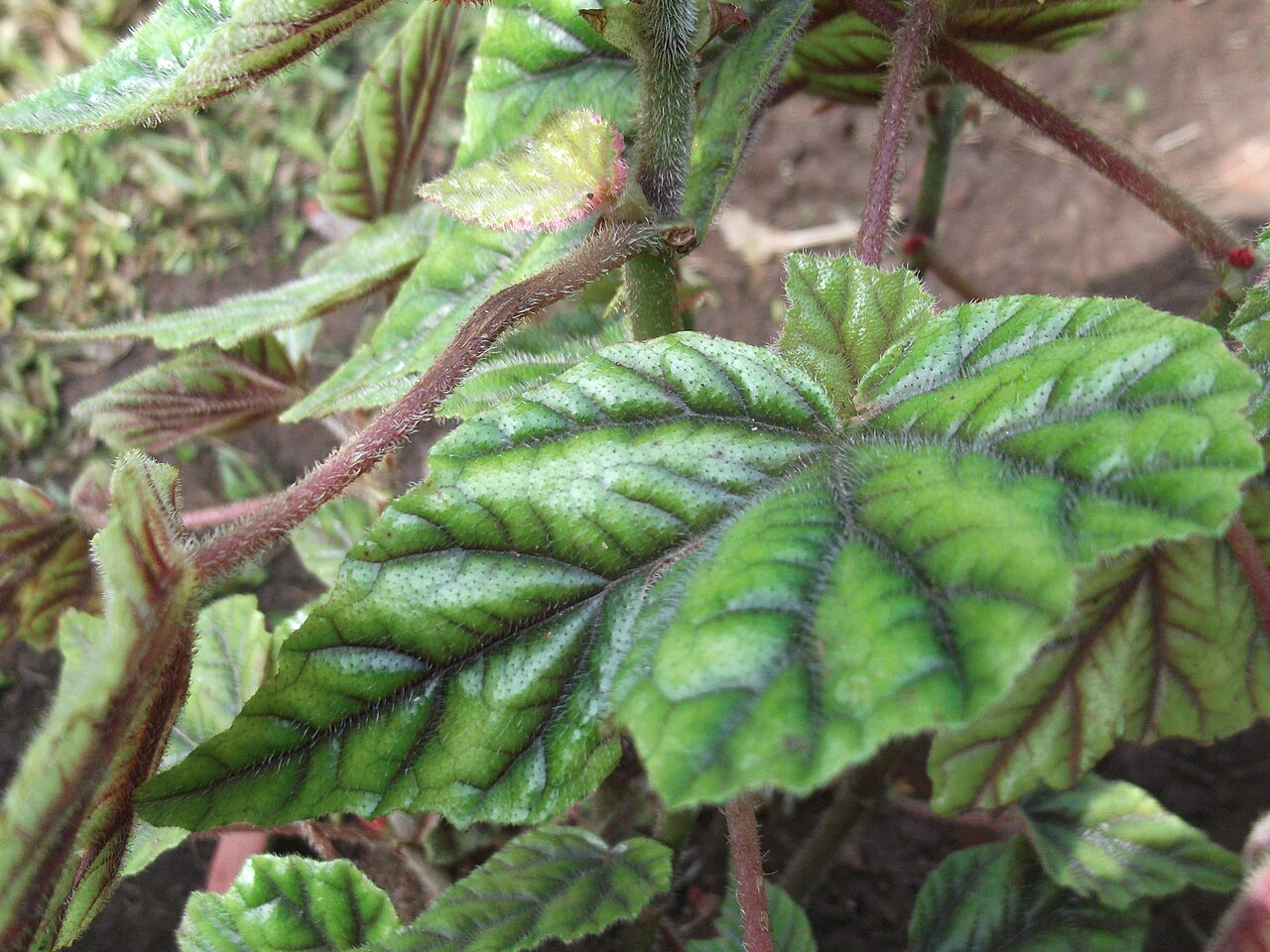 Begonia incarnata: Leaves metallic olive green and depressed purple veins,red veins beneath,flowers pink.