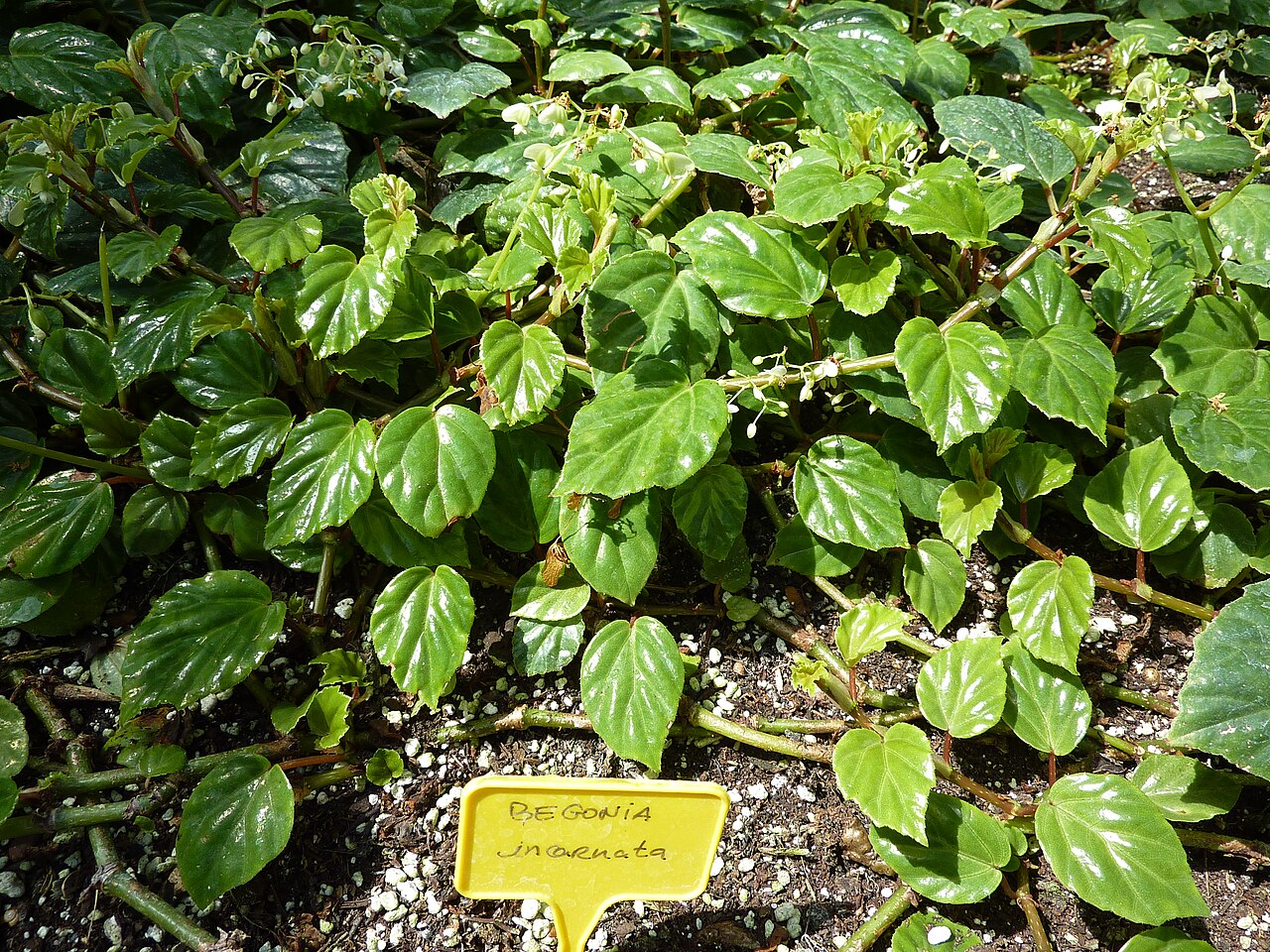Begonia incarnata: Begonia incarnata . Serres chaudes d'Auteuil - Jardin botanique de la Ville de Paris - France