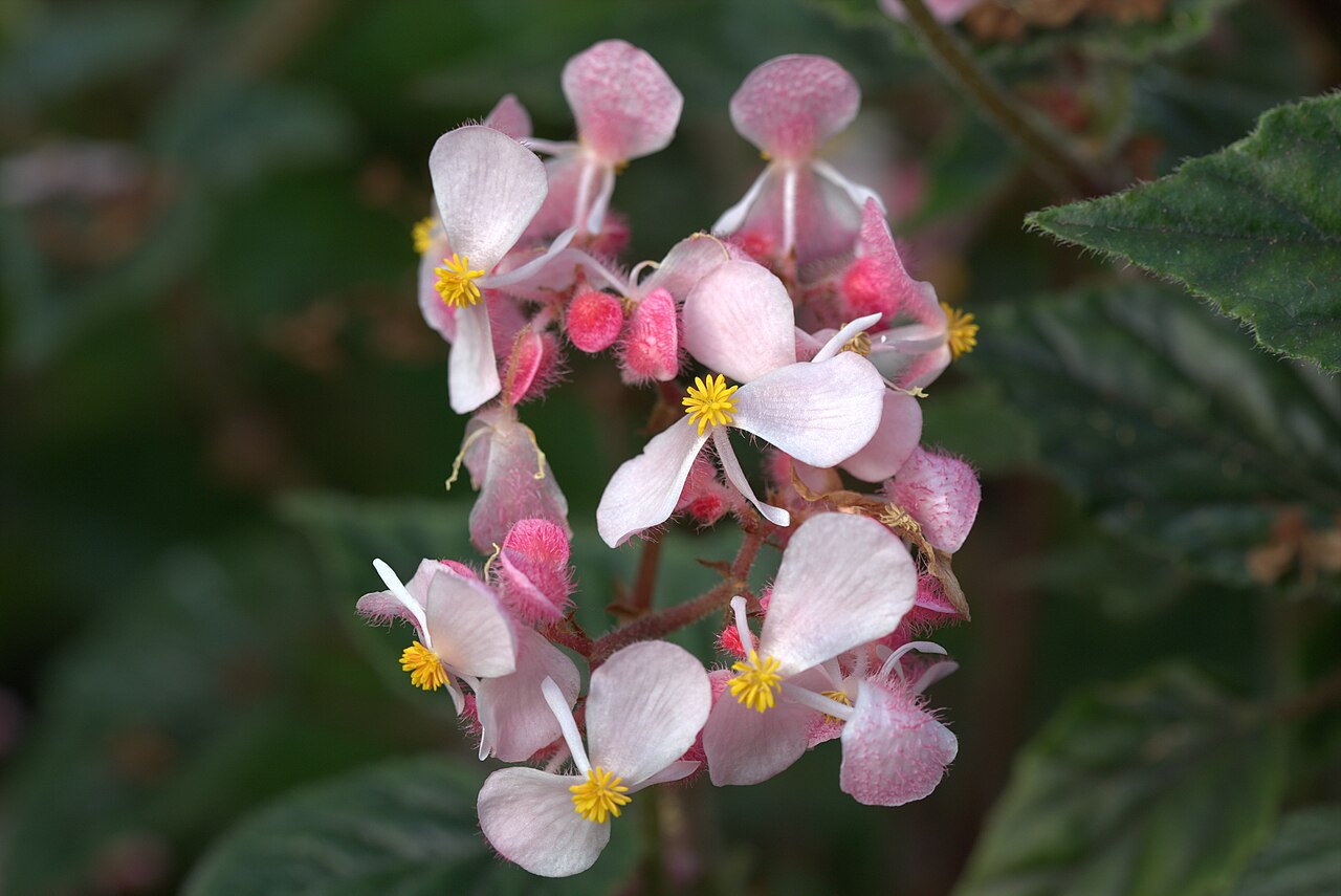 Begonia incarnata: Begonia metallica in Gotheburg Botanical Garden. Plant id: 2007-2031 c G -- Palmeng.
