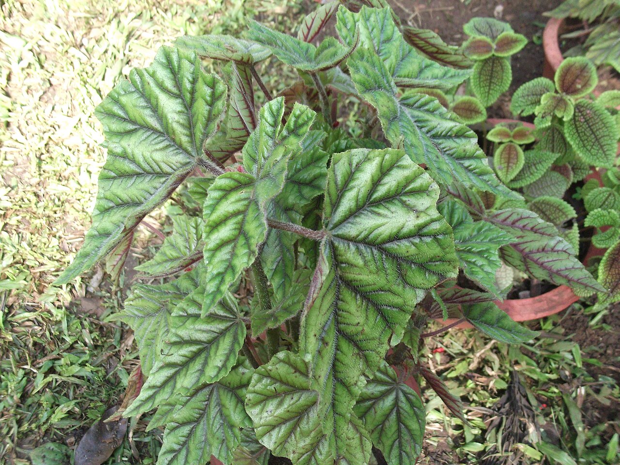 Begonia incarnata: Leaves metallic olive green and depressed purple veins,red veins beneath,flowers pink.