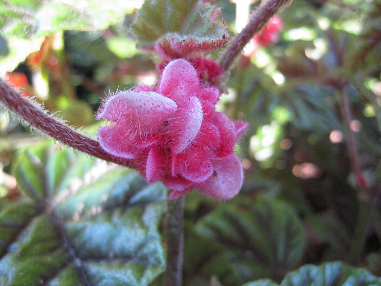 Begonia incarnata: This photo is from Gardenology.org and is available under CC-BY-SA 3.0 license. If you use it, please include attribution to Gardenology.org, with a link if the