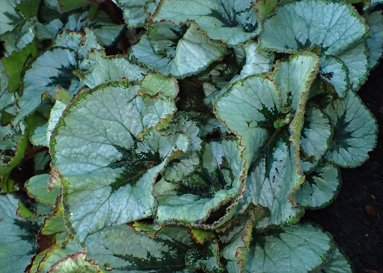 Begonia incarnata: Begonia incarnata in Botanical Garden of PBA Institute in Bydgoszcz