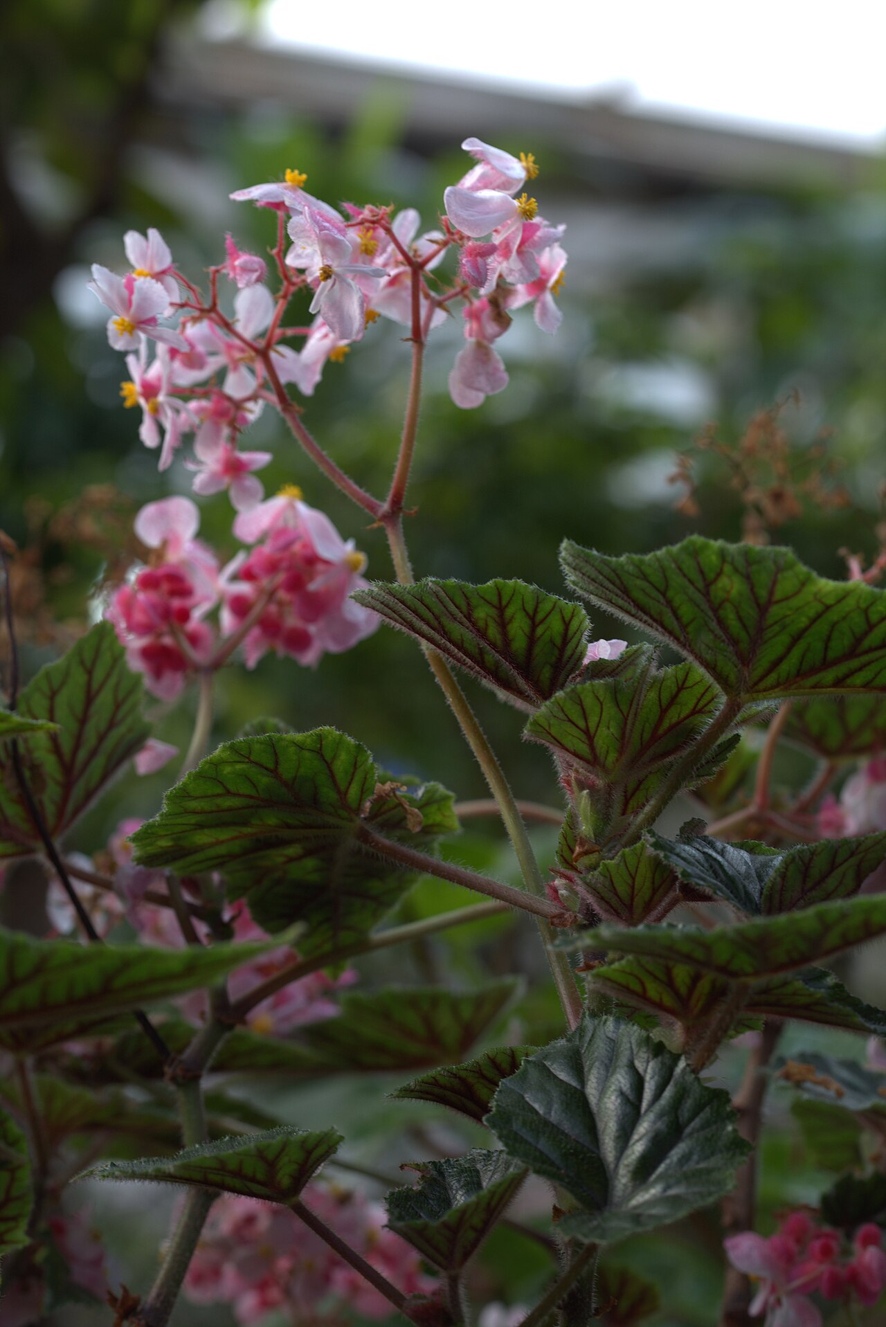 Begonia incarnata: Begonia metallica in Gotheburg Botanical Garden. Plant id: 2007-2031 c G -- Palmeng.