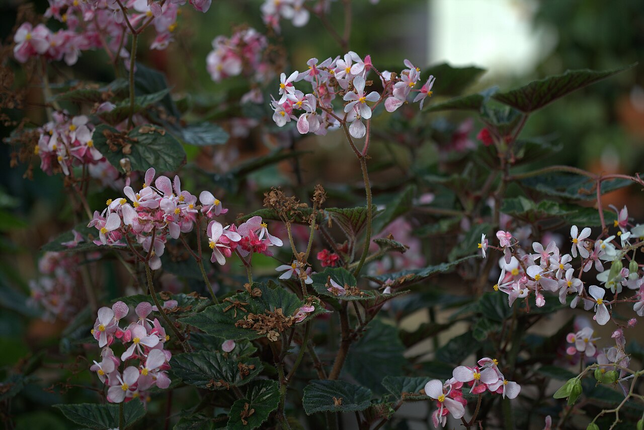 Begonia incarnata: Begonia metallica (syn. de Begonia incarnata ThPL ) in Gotheburg Botanical Garden. Plant id: 2007-2031 c G -- Palmeng.