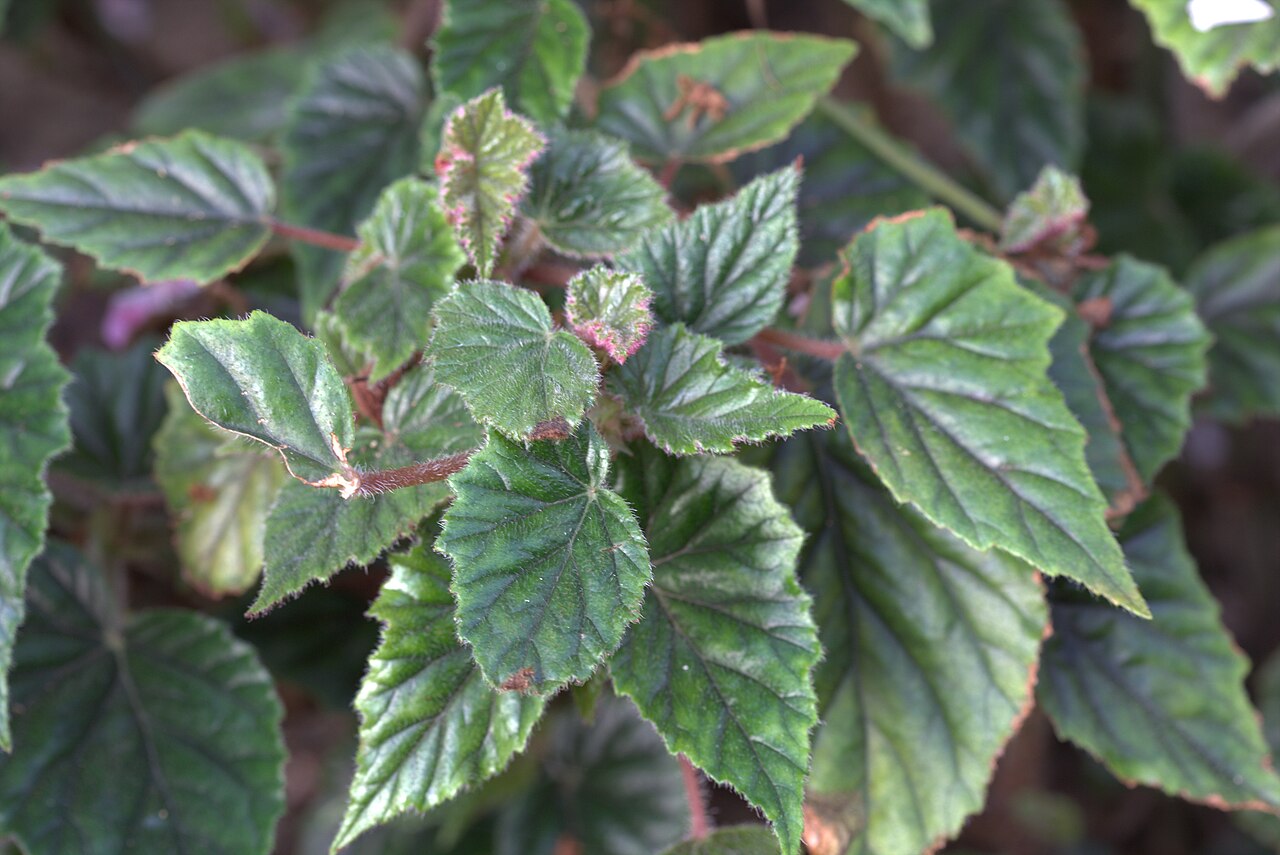 Begonia incarnata: Begonia metallica in Gotheburg Botanical Garden. Plant id: 2007-2031 c G -- Palmeng.