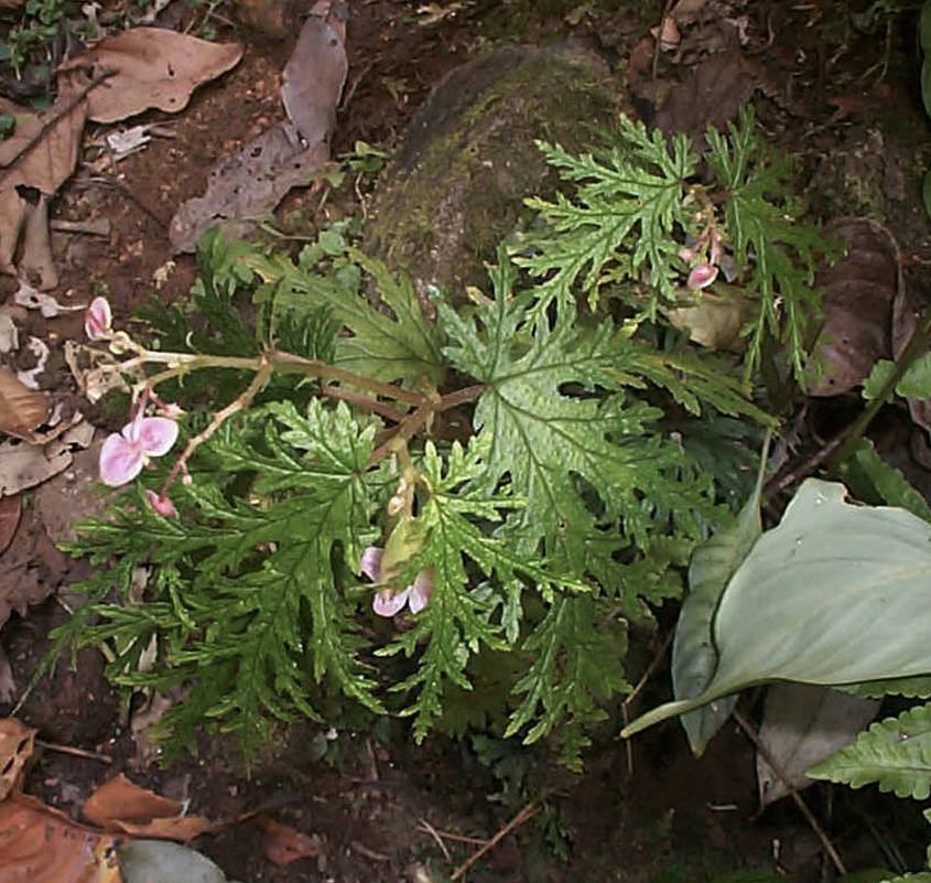 Begonia incisa: B.incisa in situ