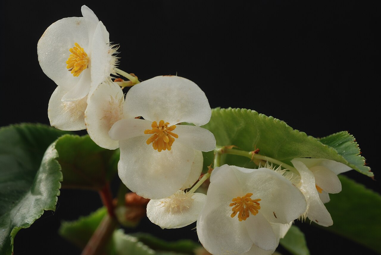 Begonia insularis: Begonia insularis Brade Family : Begoniaceae Accessions : 20071183-40 National Botanical Garden of Belgium Meise Botanic Garden Native name Nationale Plantentui