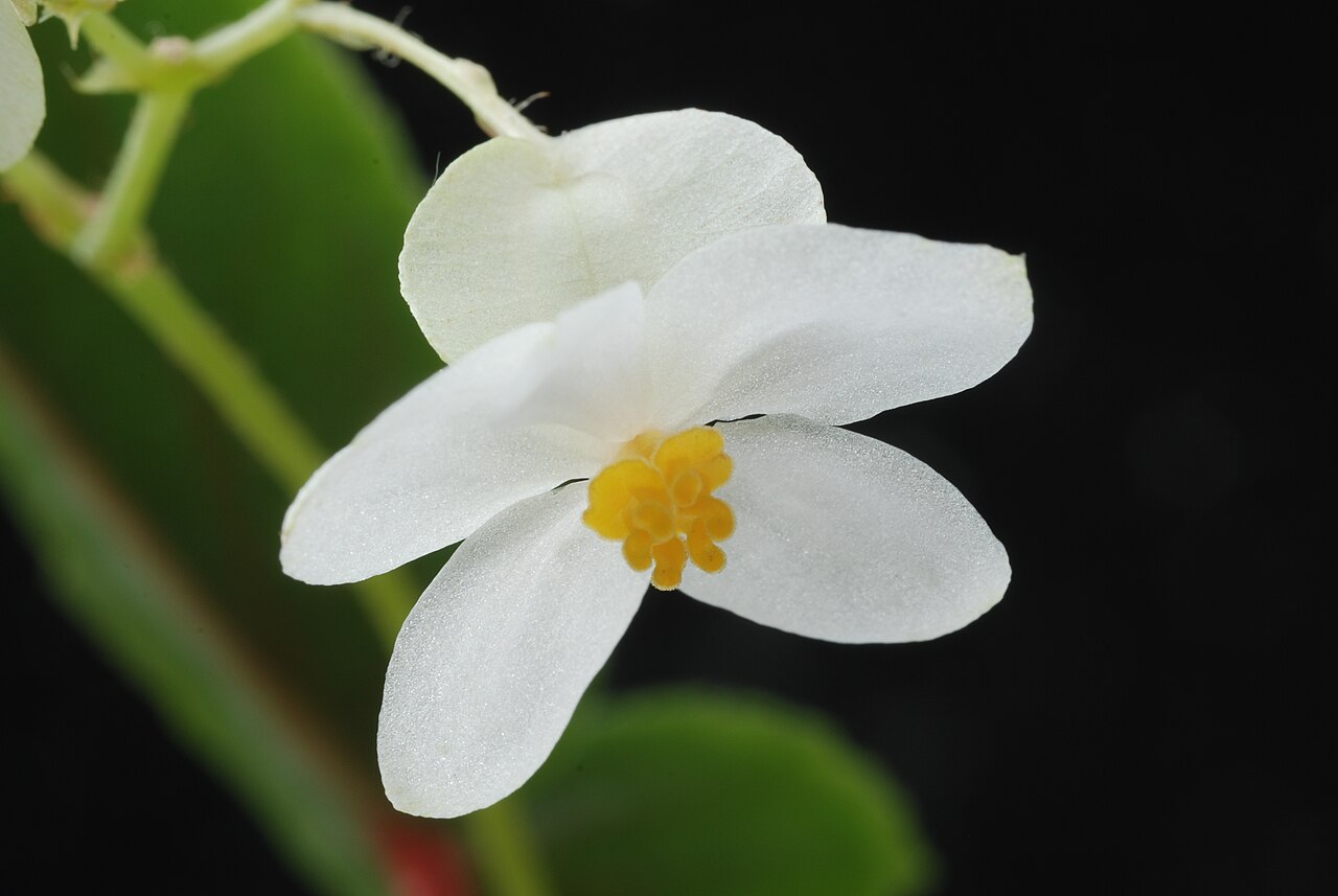 Begonia insularis: Begonia insularis Brade Family : Begoniaceae Accessions : 20071183-40 National Botanical Garden of Belgium Meise Botanic Garden Native name Nationale Plantentui