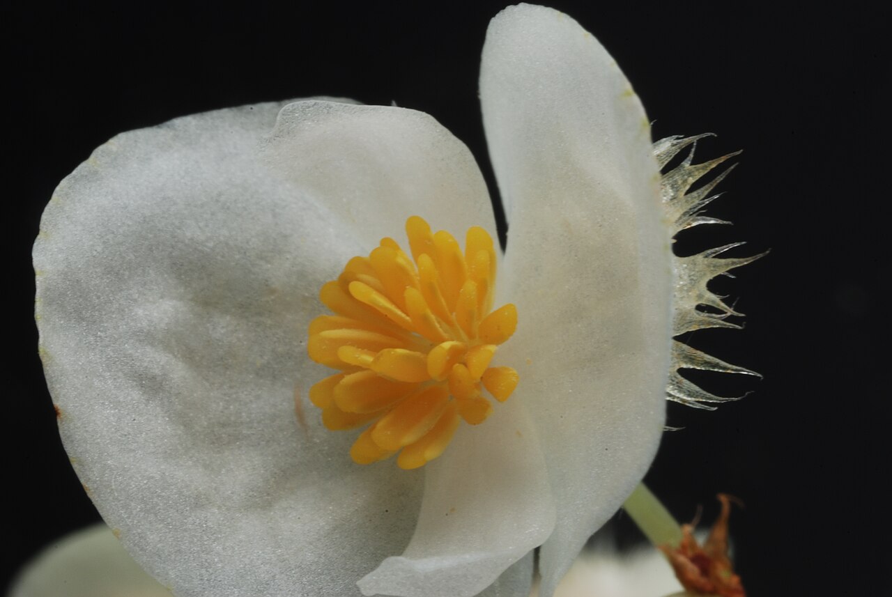 Begonia insularis: Begonia insularis Brade Family : Begoniaceae Accessions : 20071183-40 National Botanical Garden of Belgium Meise Botanic Garden Native name Nationale Plantentui