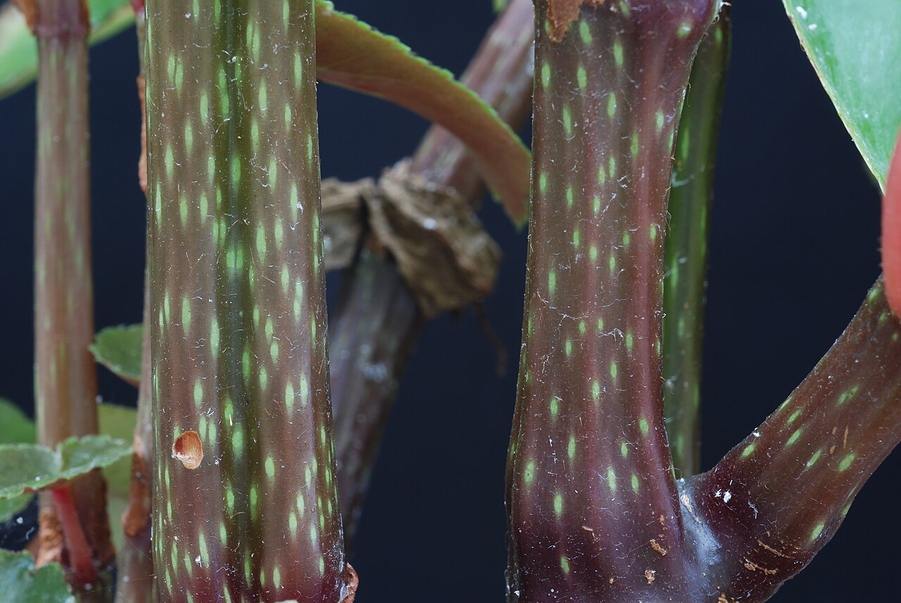 Begonia insularis: Begonia insularis Brade Family : Begoniaceae Accessions : 20071183-40 National Botanical Garden of Belgium Meise Botanic Garden Native name Nationale Plantentui