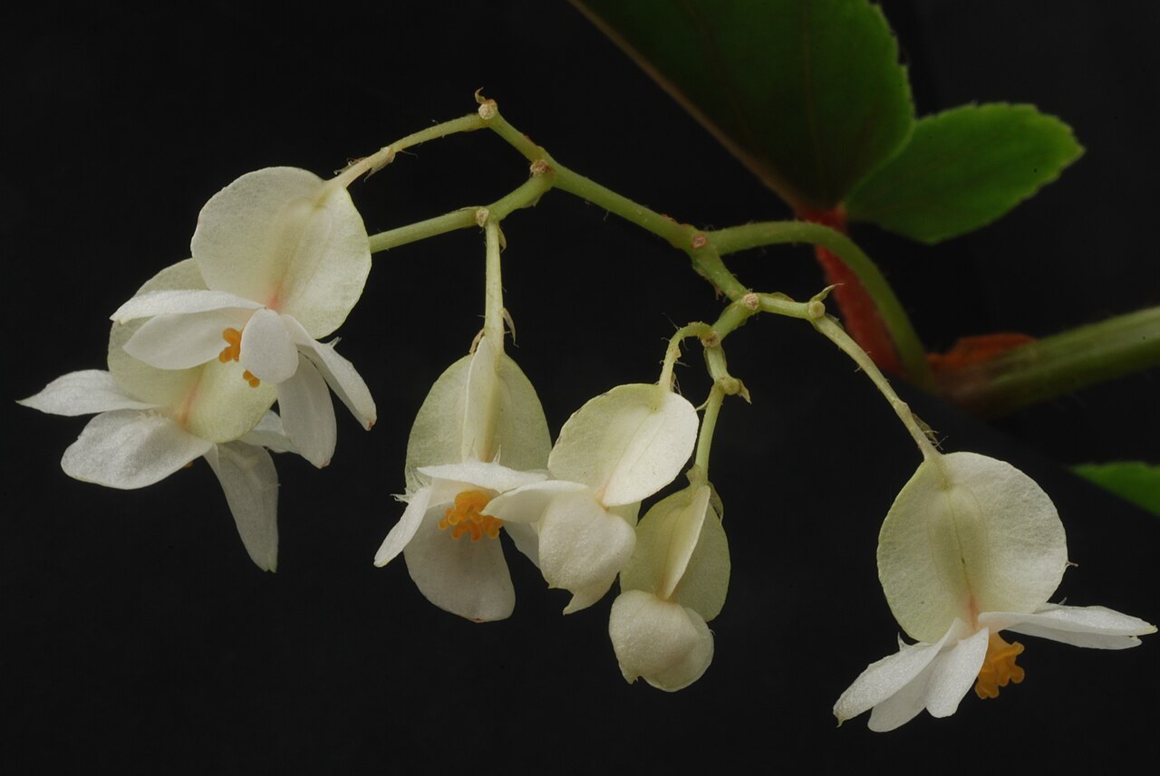Begonia insularis: Begonia insularis Brade Family : Begoniaceae Accessions : 20071183-40 National Botanical Garden of Belgium Meise Botanic Garden Native name Nationale Plantentui