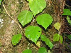 Begonia integerrima (Begonia integerrima)