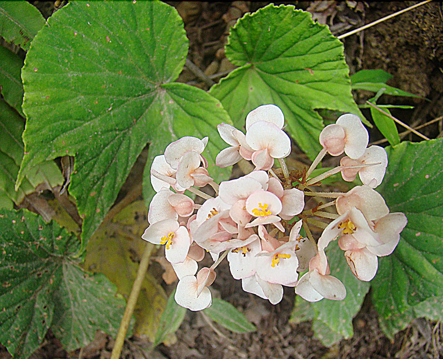 Begonia involucrata: Found in Nicaragua and Costa Rica, photo from Monteverde. In context at www.dixpix.ca/meso_america/Flora/cucurbit/index.html