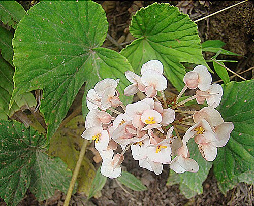 Begonia involucrata: Found in Nicaragua and Costa Rica, photo from Monteverde. In context at www.dixpix.ca/meso_america/Flora/cucurbit/index.html