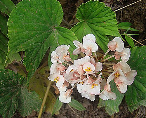 Begonia involucrata: Dick Culbert: Begonia involucrata is known as the Angel Wing Begonia, and in this photo the leaves do give that aspect.