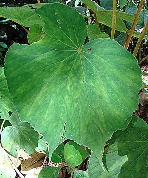 Begonia involucrata: Dick Culbert: On closer inspection, the leaves of Begonia involucrata are downright strange, even for a begonia. The species ranges from Guatemala to Panama.