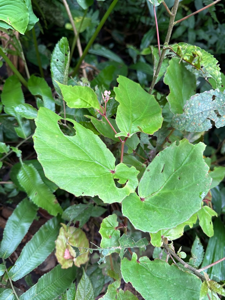 Begonia isoptera (Begonia isoptera)