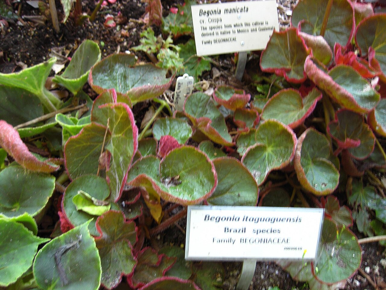Begonia itaguassuensis: This photo is from Gardenology.org and is available under CC-BY-SA 3.0 license. If you use it, please include attribution to Gardenology.org, with a link if the