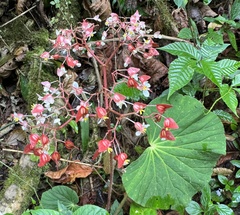 Begonia itaguassuensis (Begonia itaguassuensis)
