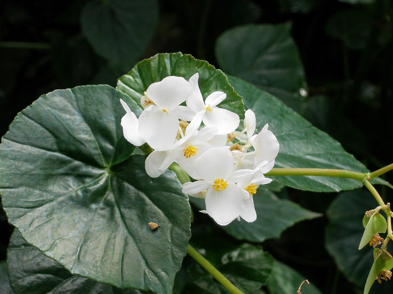 Begonia itaguassuensis: Specimen in cultivation at the Royal Botanic Gardens, Kew, United Kingdom.