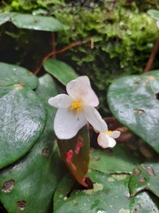 Begonia itatiaiensis (Begonia itatiaiensis)