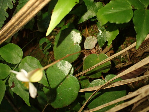 Begonia itatiaiensis (Begonia itatiaiensis)