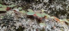 Begonia itatiaiensis (Begonia itatiaiensis)