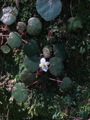 Begonia itatiaiensis (Begonia itatiaiensis)