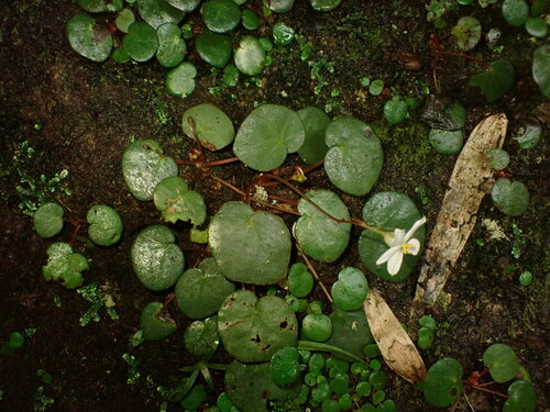 Begonia itatiaiensis (Begonia itatiaiensis)