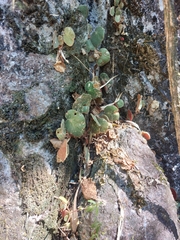 Begonia itatiaiensis (Begonia itatiaiensis)