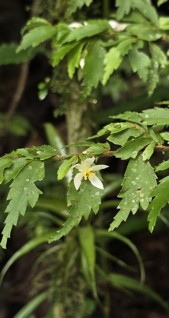 Begonia itatinensis (Begonia itatinensis)