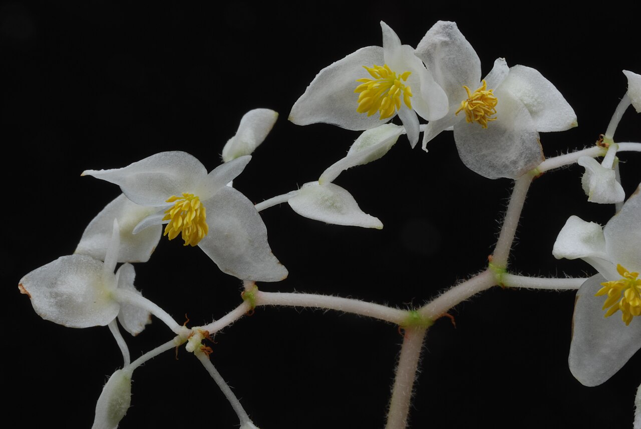 Begonia jocelinoi: Begonia jocelinoi Brade Family : Begoniaceae Accessions : 20071184-41 National Botanical Garden of Belgium Meise Botanic Garden Native name Nationale Plantentui