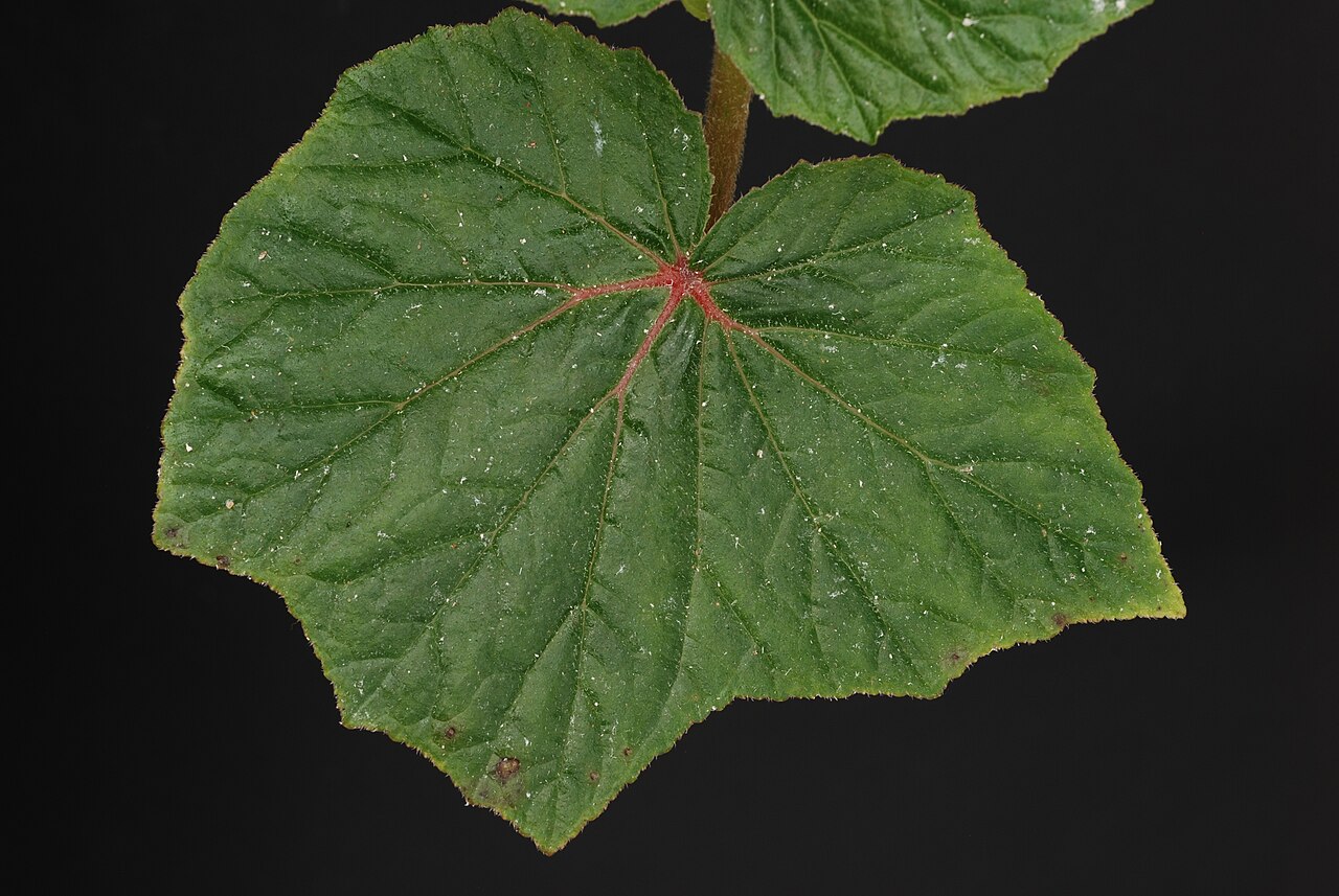 Begonia jocelinoi: Begonia jocelinoi Brade Family : Begoniaceae Accessions : 20071184-41 National Botanical Garden of Belgium Meise Botanic Garden Native name Nationale Plantentui
