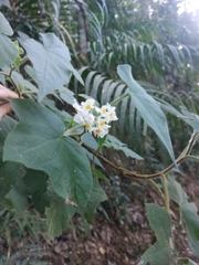 Begonia jocelinoi (Begonia jocelinoi)