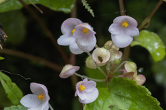 Begonia josephi (Begonia josephi)