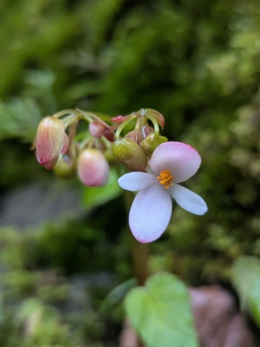 Begonia josephi (Begonia josephi)
