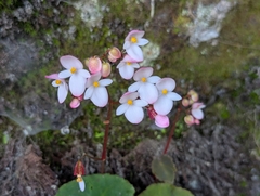 Begonia josephi (Begonia josephi)