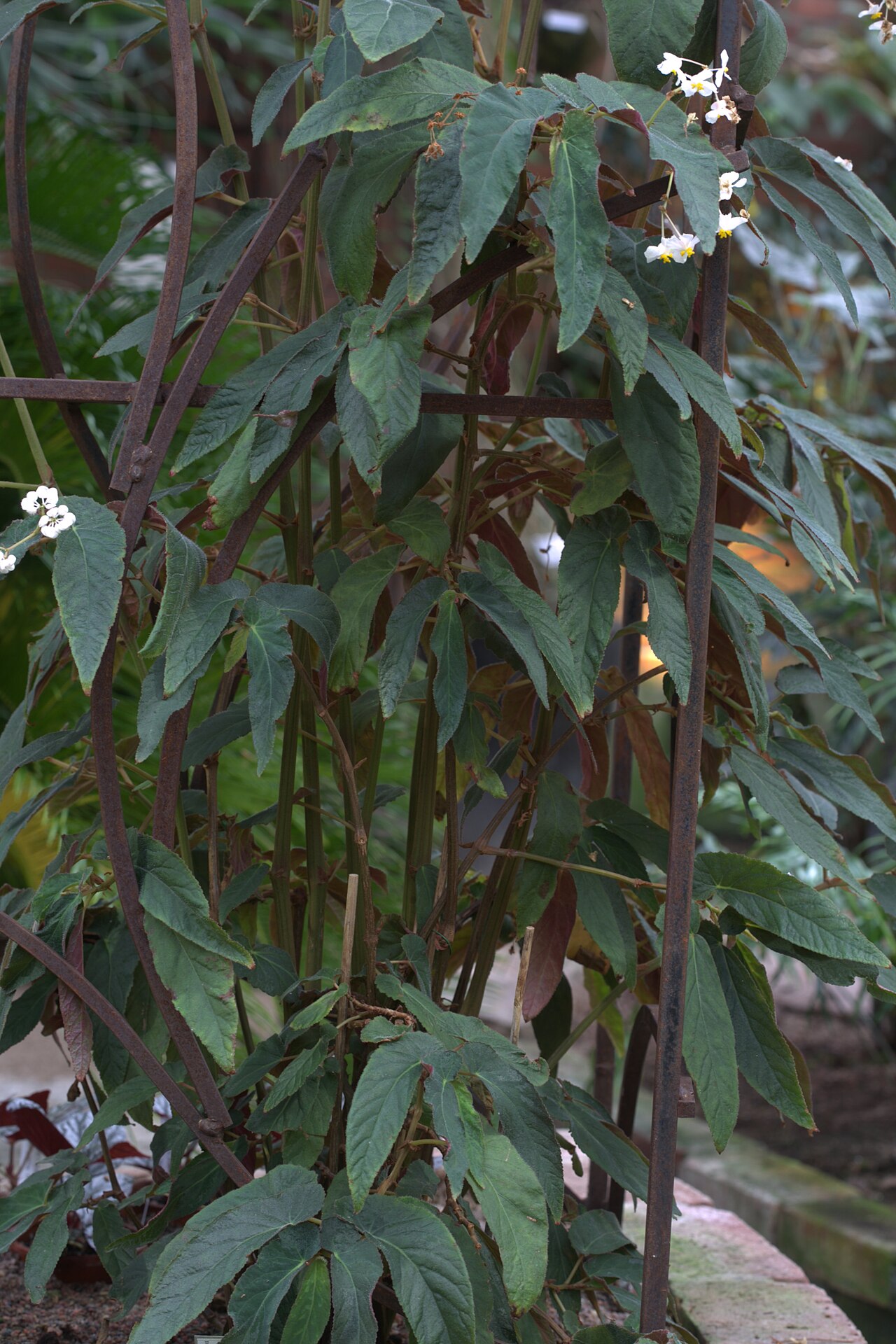 Begonia juliana: Begonia juliana in Gotheburg Botanical Garden. Plant id: 2009-1318 s G -- Lyon