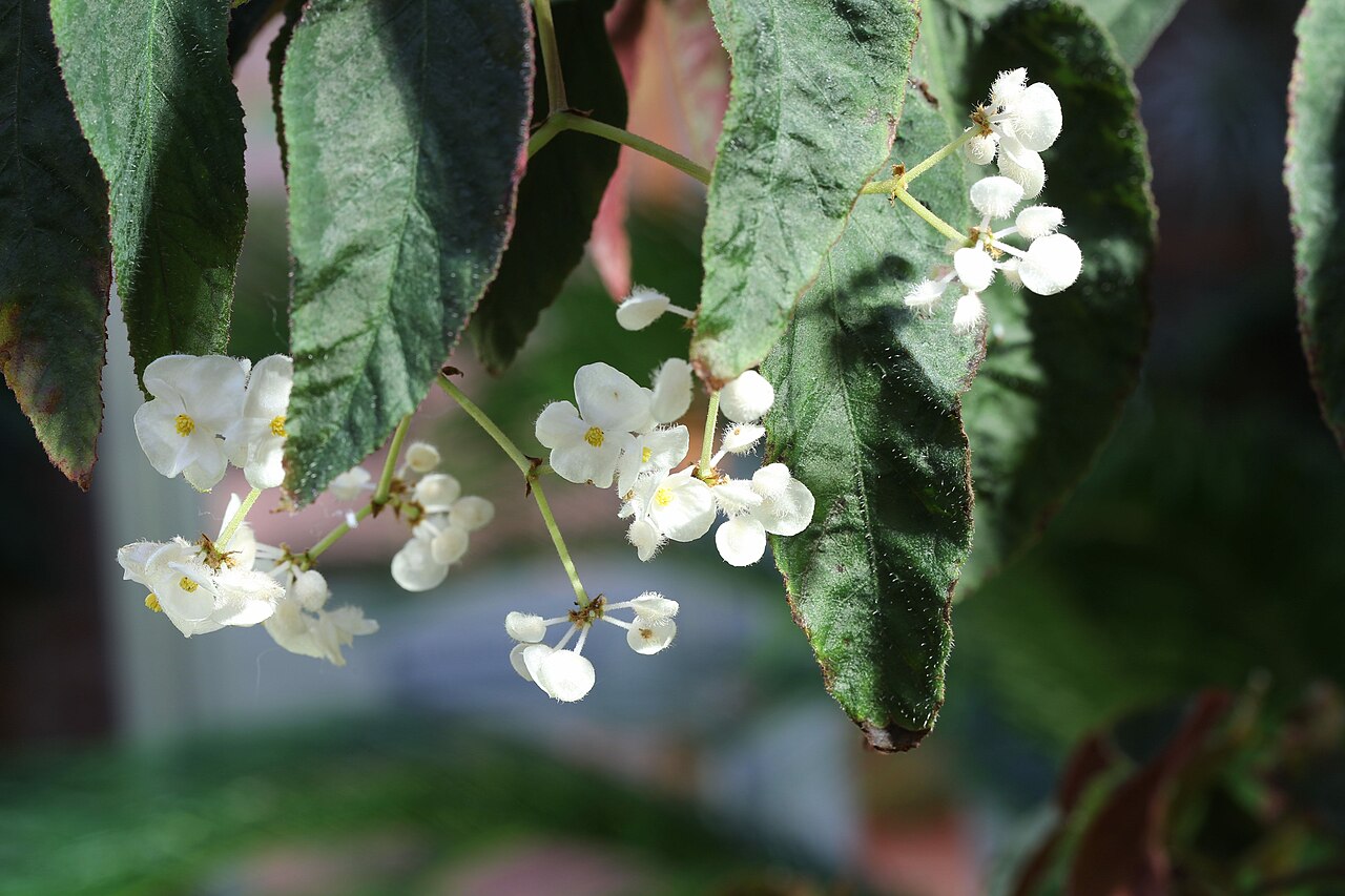 Begonia juliana: Begonia juliana in Gothenburg Botanical Garden. Plant id: 2009-1318 s G