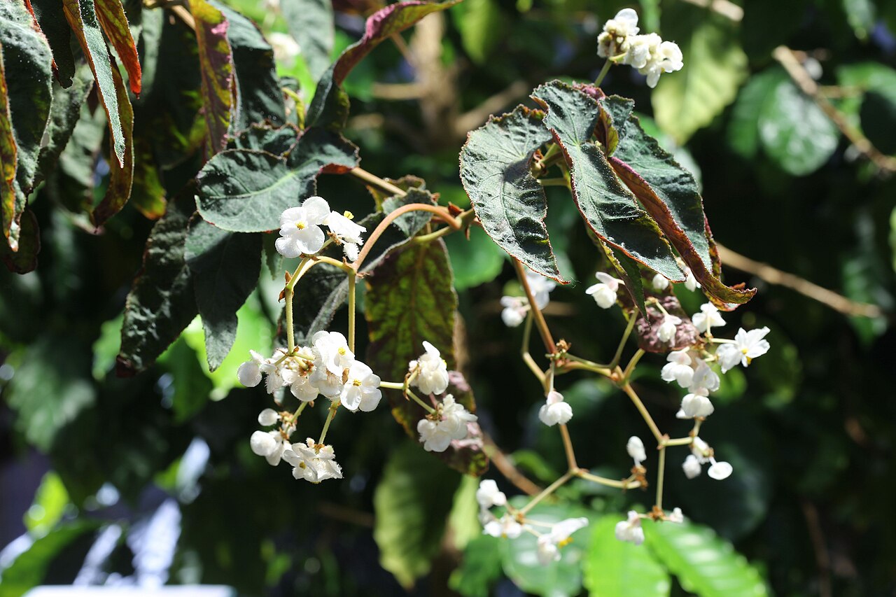 Begonia juliana: Begonia juliana in Gothenburg Botanical Garden. Plant id: 2009-1318 s G