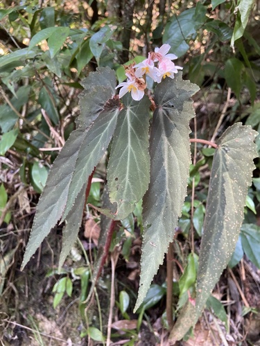 Begonia juliana (Begonia juliana)