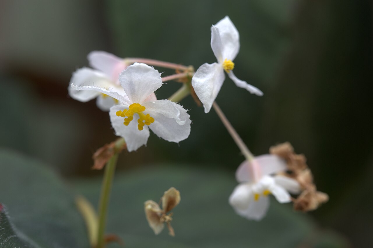 Begonia juliana: Begonia juliana in Gotheburg Botanical Garden. Plant id: 2009-1318 s G -- Lyon