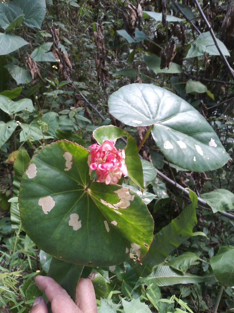 Begonia juntasensis (Begonia juntasensis)