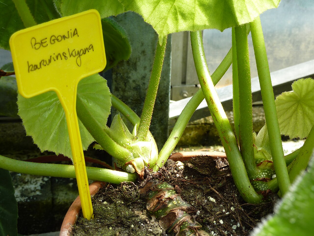 Begonia karwinskyana: "Begonia karwinskyana", serres chaudes d'Auteuil - Jardin botanique de la Ville de Paris - France