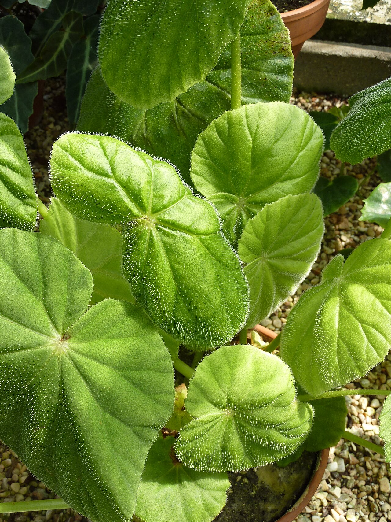 Begonia karwinskyana: "Begonia karwinskyana", serres chaudes d'Auteuil - Jardin botanique de la Ville de Paris - France